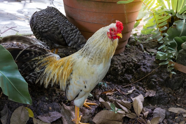 Chicken bantam or rooster crow.Beautiful colourful chicken, 