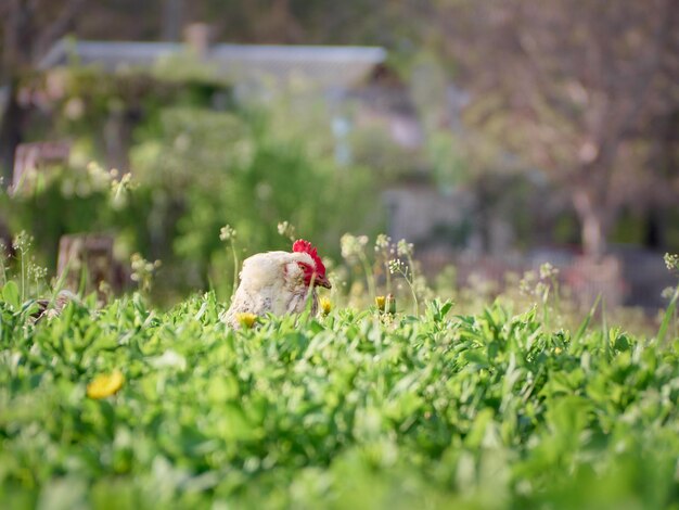 Chicken chicken in the garden