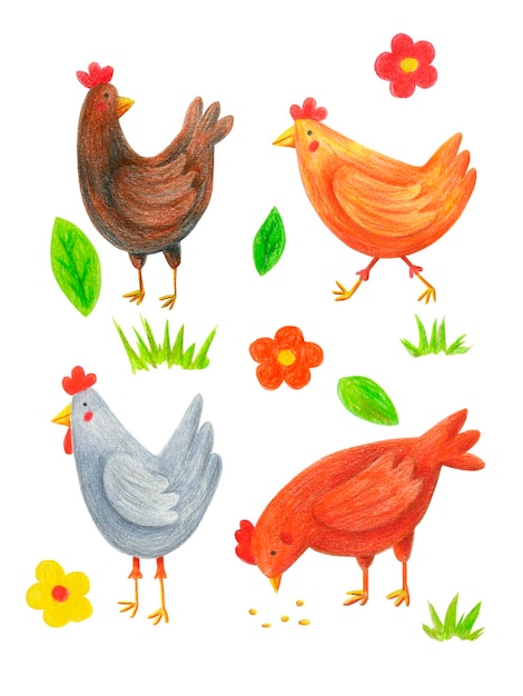 Chicken clip art set isolated on white. Hand drawn with color pencils chicks, flowers, leaves, grass