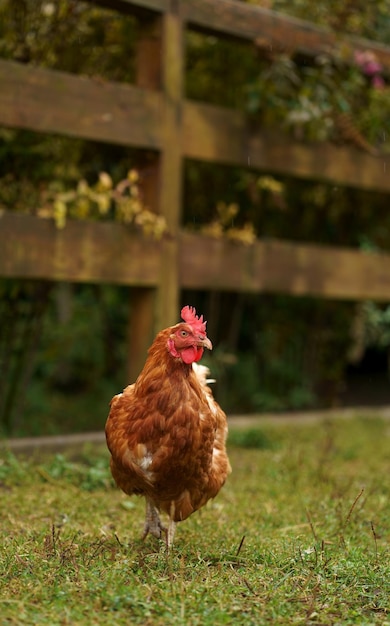 Chicken Close up on the Green Grass