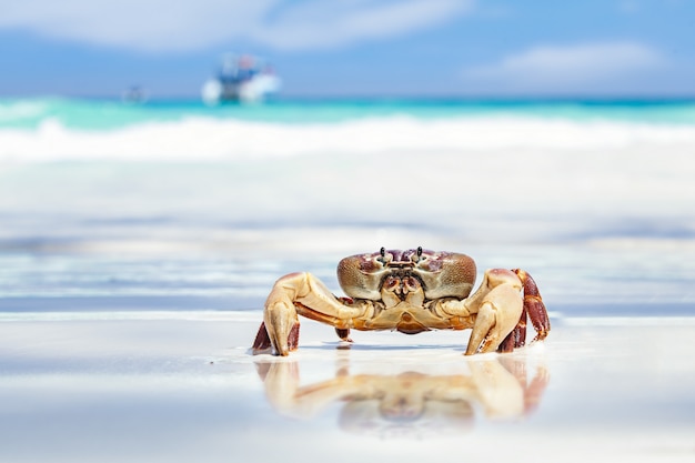 Chicken Crab on sand by the seashore