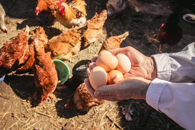 Chicken domestic eggs in hands. Selective focus.