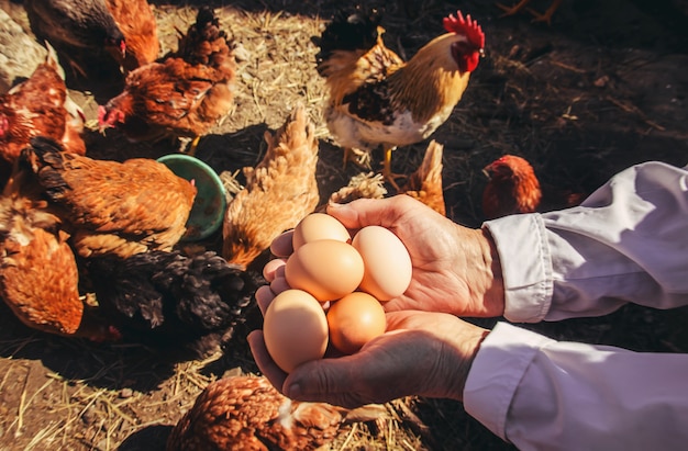 Chicken domestic eggs in hands. Selective focus.