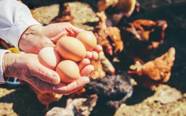 Chicken domestic eggs in hands. Selective focus.