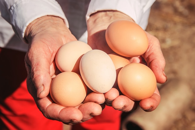 Chicken domestic eggs in hands. Selective focus.