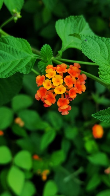 Chicken dung flowers have many benefits