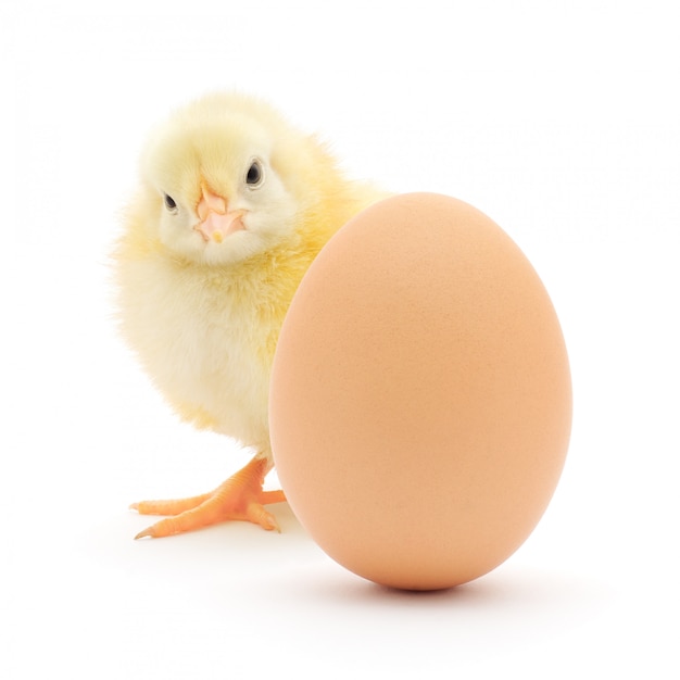 Chicken and egg isolated