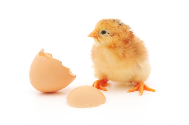 Chicken and an egg shell