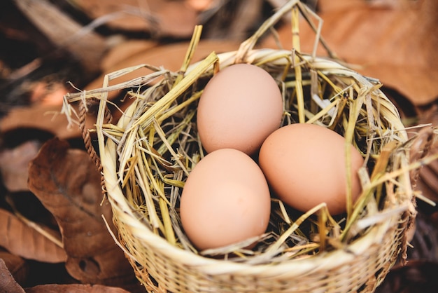 Chicken eggs in basket nest with dry autumn leaves 