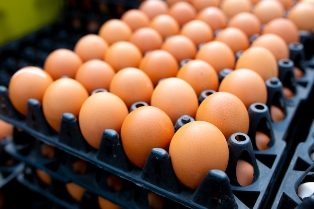 Chicken eggs or Duck eggs in black plastic box.