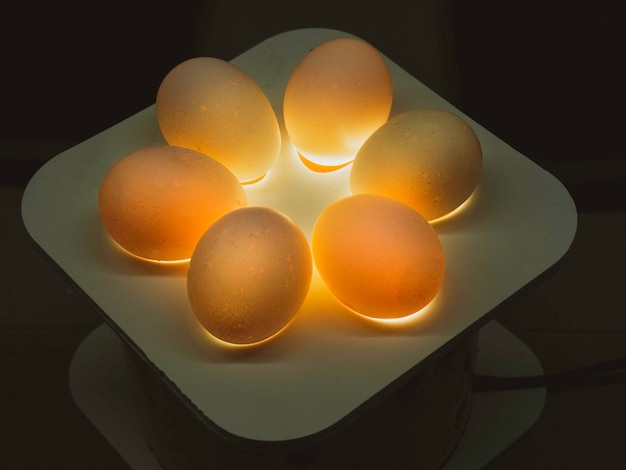 Chicken embryo development study Quality control inspecting contorl chicken eggs