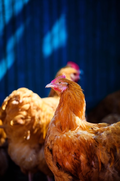 Chicken on a farm Hen and Rooster