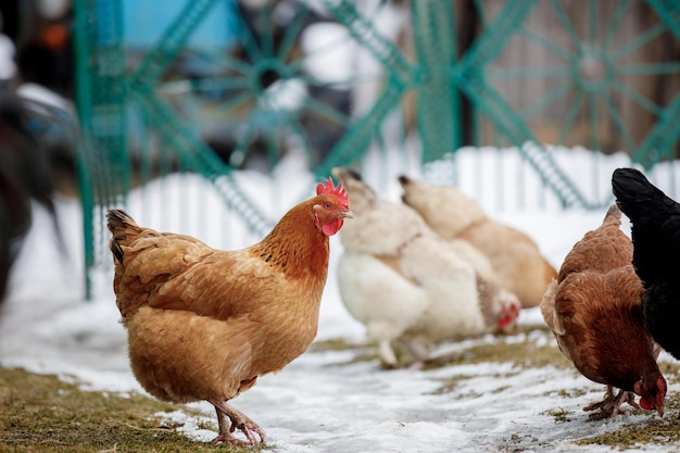 Chicken farm Rural chicken farm stable with lots of chickens walking outdoors on a winter day Beautiful laying hens in the winter in the yard