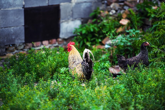 Chicken on a farm