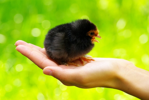 chicken on female hand