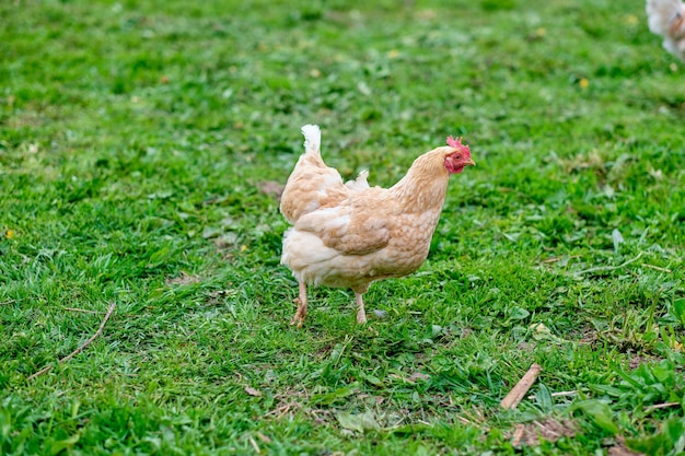 Chicken on a freerange farm The concept of proper nutrition