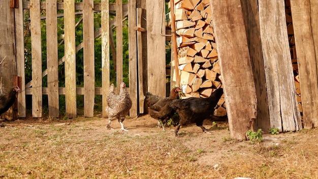 Chicken grazes on a farm in the village