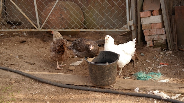 Chicken grazes on a farm in the village