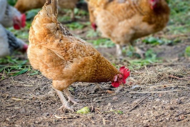 Chicken grazes in the farmyard yard