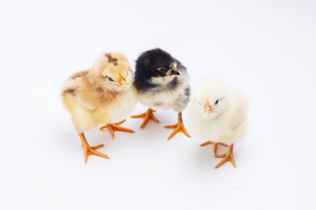 Chicken isolated on white