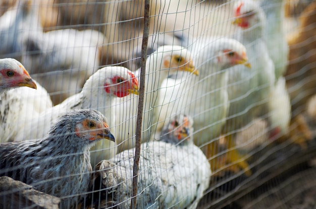 Chicken near the fence on the farm