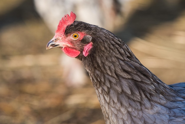 Chicken outside in the village on nature