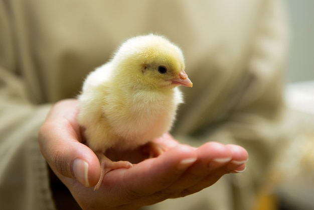 Chicken . Poultry farm