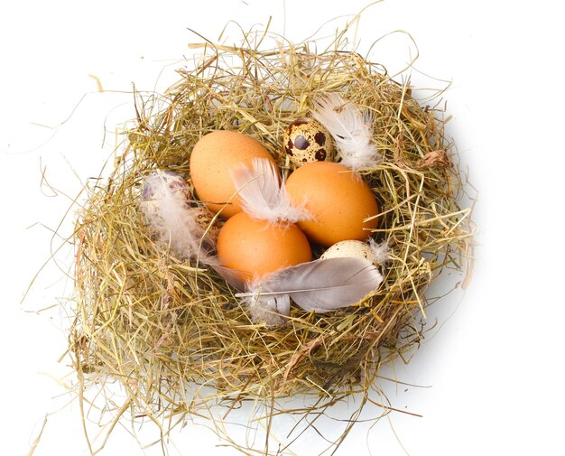 Chicken and quail eggs in a nest isolated on white