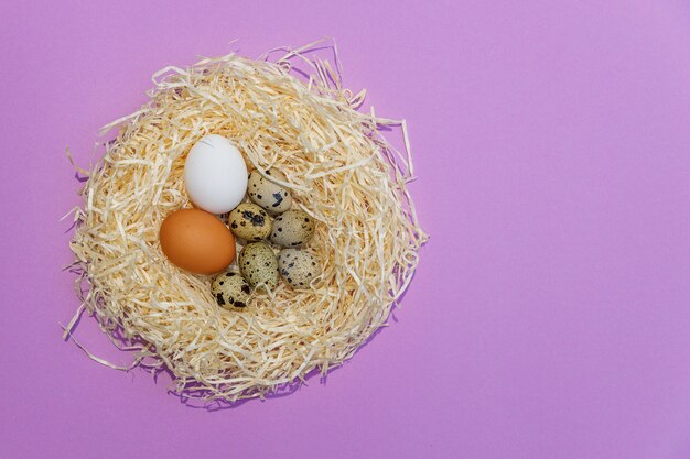 Chicken and quail eggs in straw nest on lilac