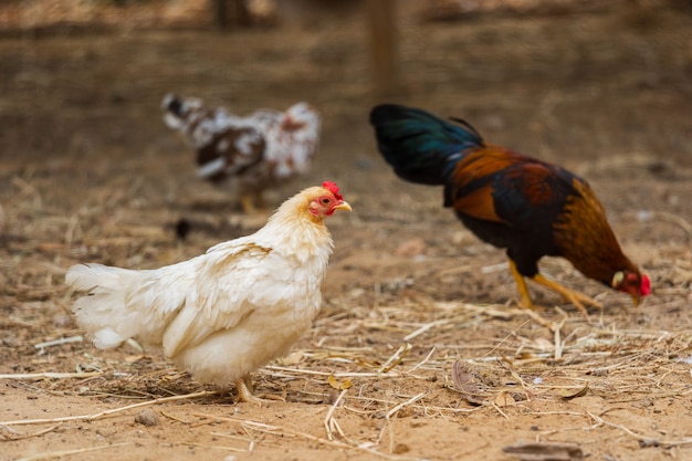 Chicken resting in a farm