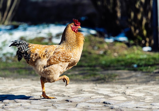 Chicken and rooster on a farm Free grazing Ecological farm