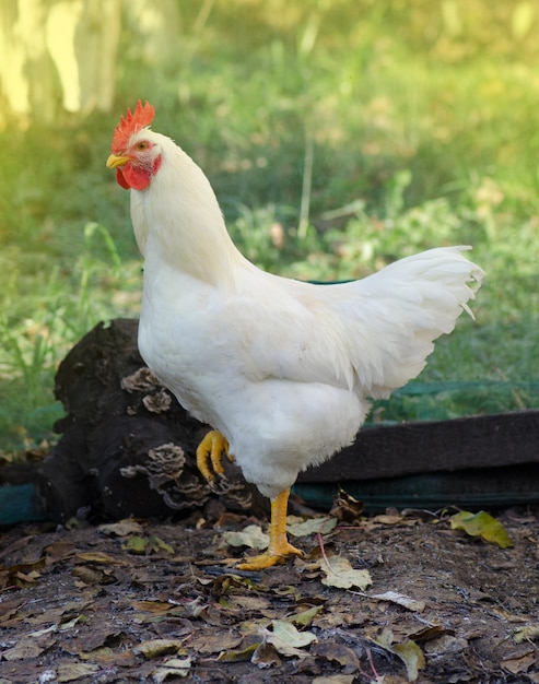 Chicken on traditional free range farm White rooster outdoor on a sunny summer day