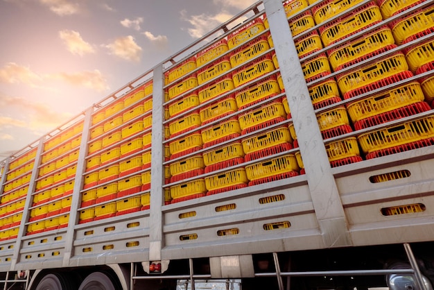 Chicken transport by truck from livestock farm to food factory Poultry industry Avian influenza H5