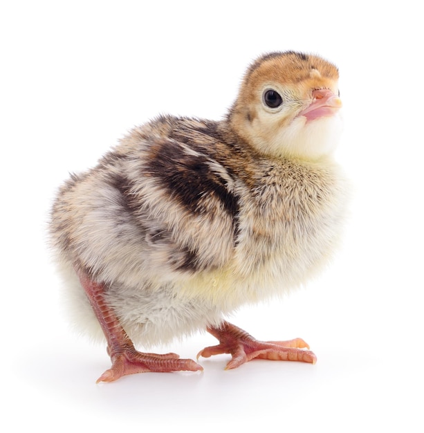 Chicken turkey isolated on a white background