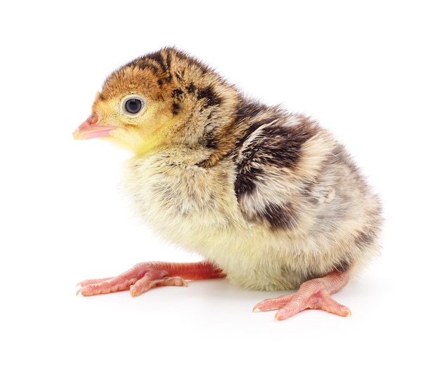 Chicken turkey isolated on a white background