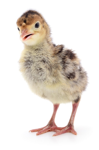 Chicken turkey isolated on a white background