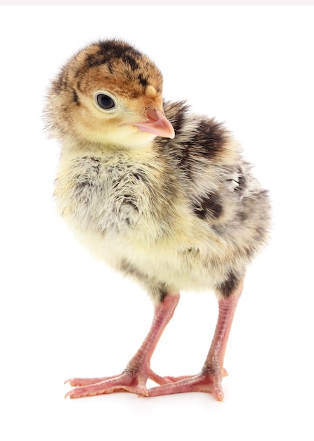 Chicken turkey isolated on a white background