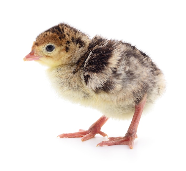 Chicken turkey isolated on a white background