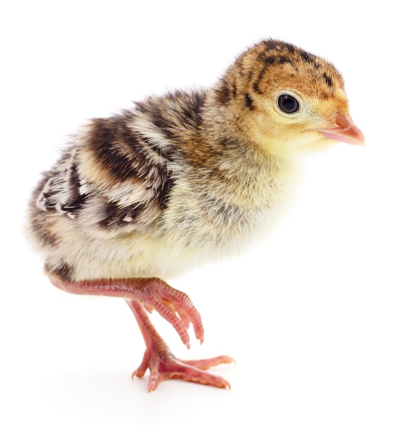 Chicken turkey isolated