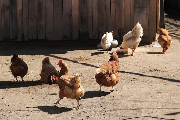 Photo chicken walking outside wooden farm