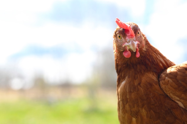 chicken with brown plumage looks at the camera against the background of nature and the sky outdoor.