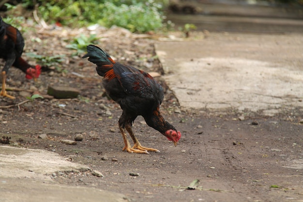 chicken in the yard