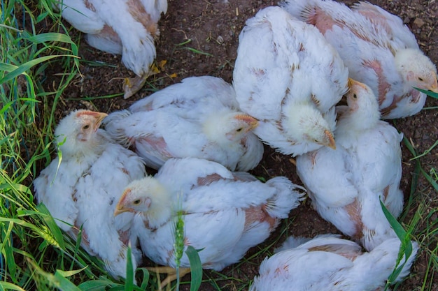 Chickens in a coop Selective focus