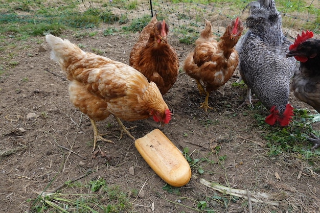 chickens eating bread loaf of bread for chickens chicken feed