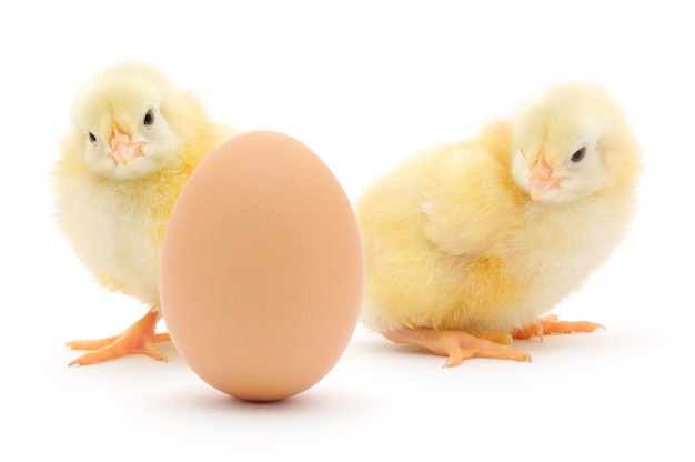 Chickens and egg isolated