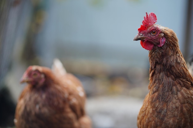 Chickens in enclosure Brown hens walking on autumn day on farm Red chicken walking in paddock Chickens looking for grains while walking in paddock on farm