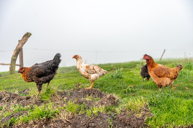 Chickens in the farm yard organic