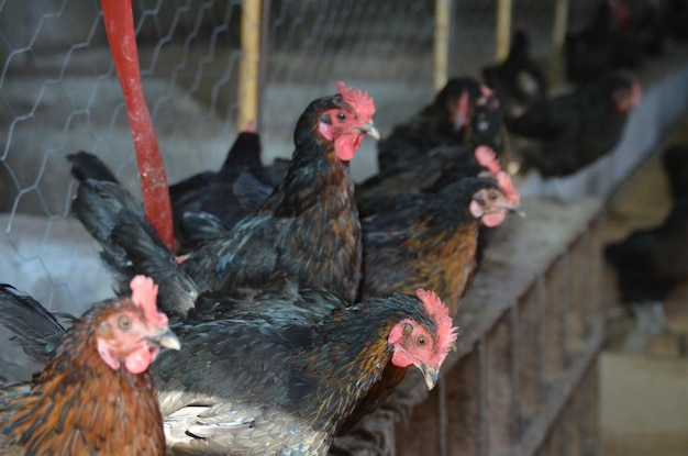 Photo chickens in a farm