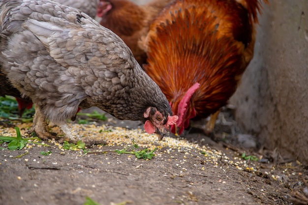 Chickens on the farm