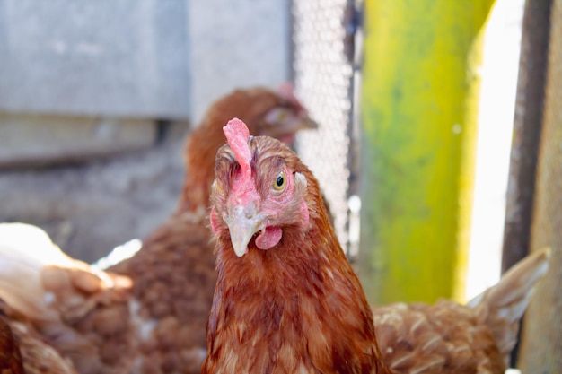 Chickens on the farm